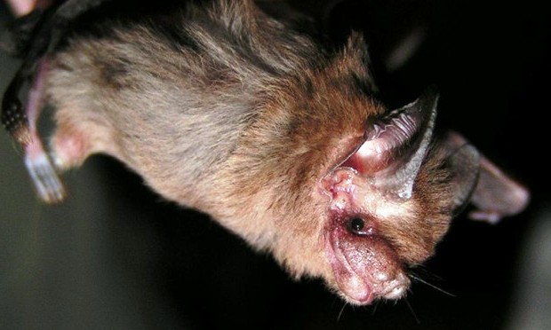 Bumble bee bat (2)