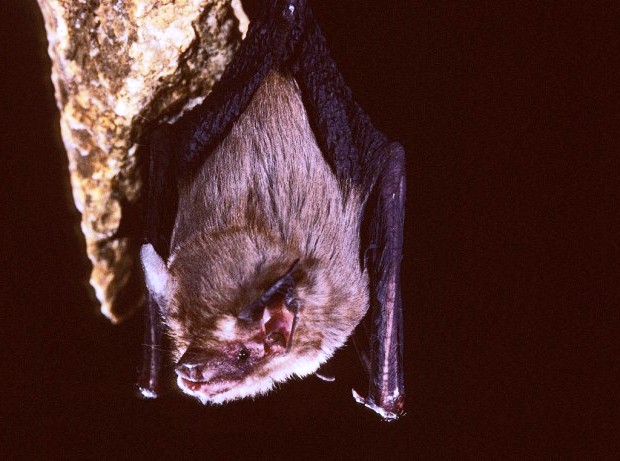 Bumble bee bat (4)