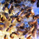 The dancing bees