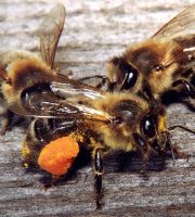 Honey bees disappearing