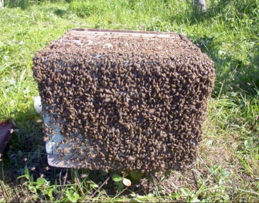 Beekeeper's apprentice - beekeeping guide (3)