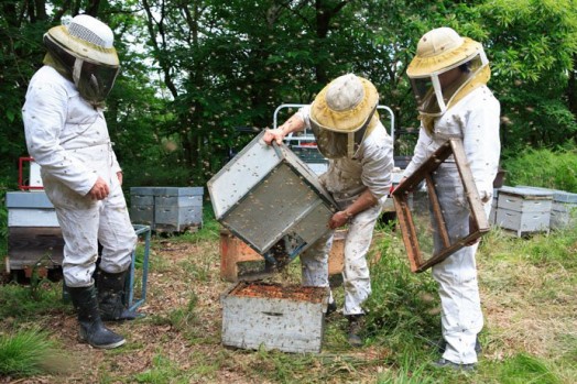 How to start beekeeping - beekeeping for beginners (8)