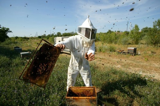 How to start beekeeping - beekeeping for beginners (5)