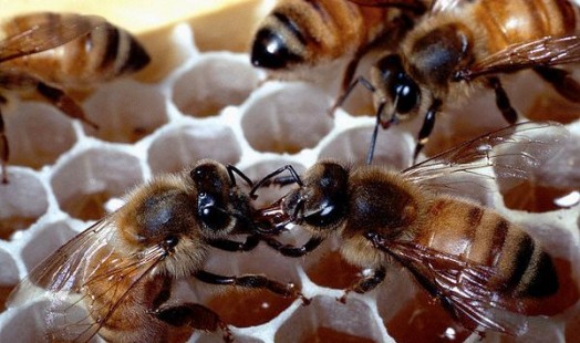 Beekeeping lessons - natural beekeping (3)