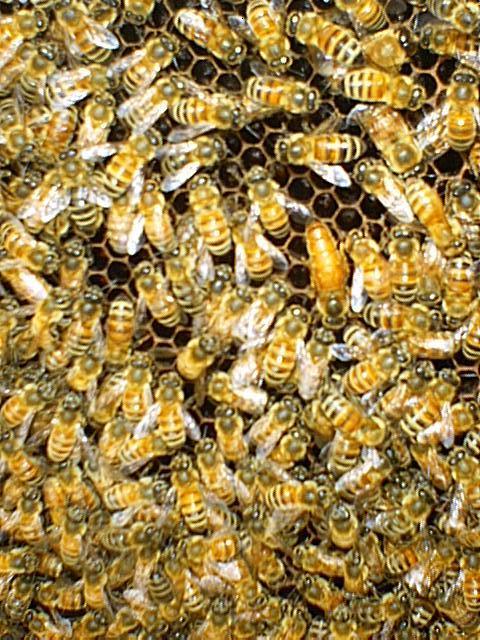 Beekeeper's apprentice - beekeeping guide