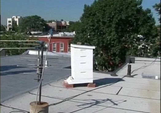 Urban beekeeping – modern beekeeping