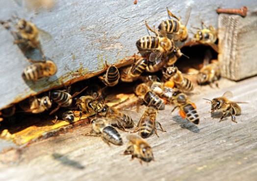 Honey bees disappearing - bee extermination (4)