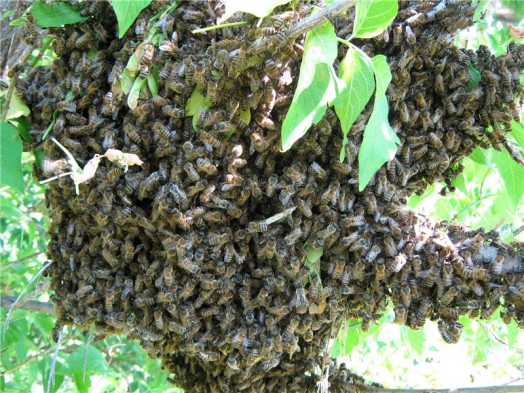 Beekeeping lessons - natural beekeping (2)