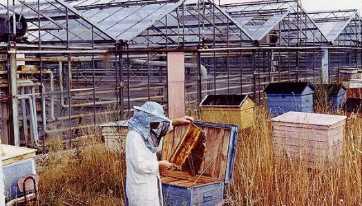 Urban beekeeping - modern beekeeping (4)