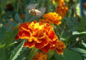 Beekeeping lessons - natural beekeping (4)