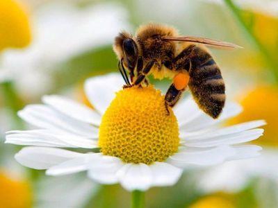 Honey bees disappearing - bee extermination