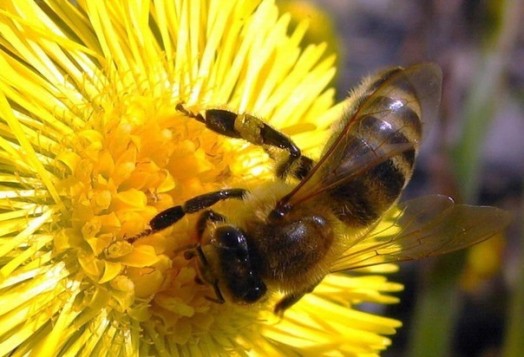 Beekeeping lessons - natural beekeping (1)