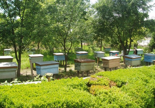 Bee habitat - how does bee work (5)