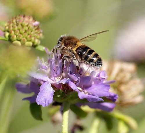 Honey bees and flowers - flowers to attract bees