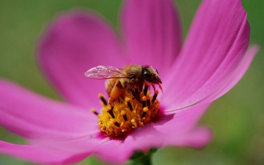 Honey bees and flowers - flowers to attract bees (3)