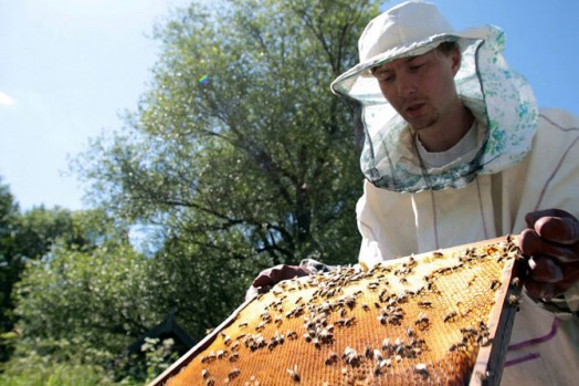 how to collect honey - beekeeping for dummies (5)
