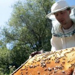 How to collect honey - beekeeping for dummies