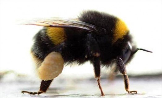 Bees hornets wasps - bumble bee facts