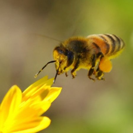 Manuka honey new zealand - manuka honey healing (3)