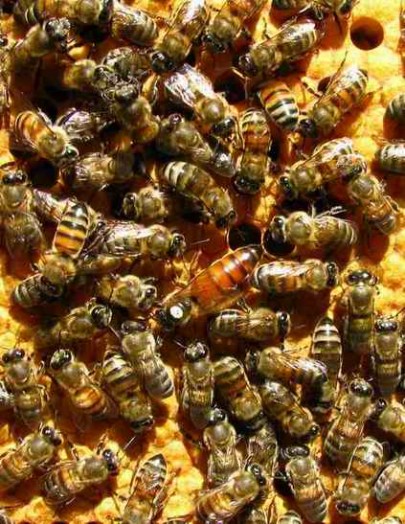 How to buy honey bees - buy beehive (2)