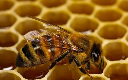 Interesting bee facts- cool bee facts