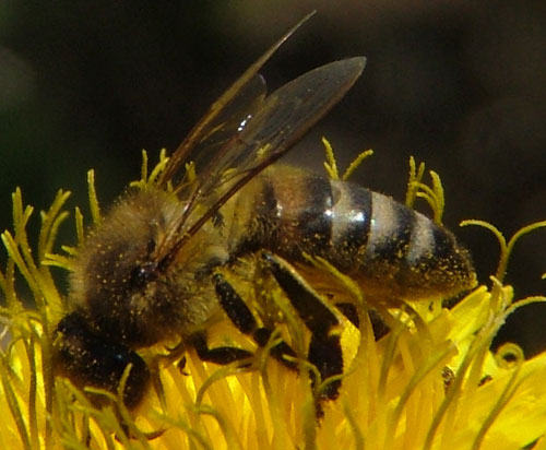 Bee habitat - how does bee work (2)