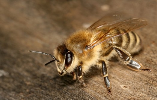 Honey bee species - honey bees pictures (19)