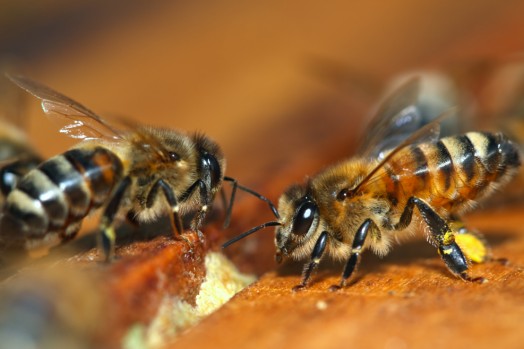 Honey bee species - honey bees pictures (1)