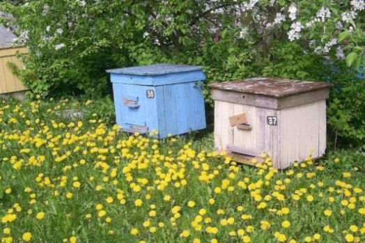 Bee habitat - how does bee work (3)