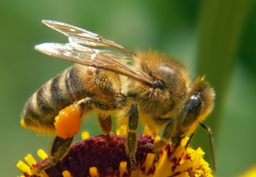 Interesting bee facts- cool bee facts (1)