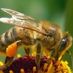 Cool bee facts