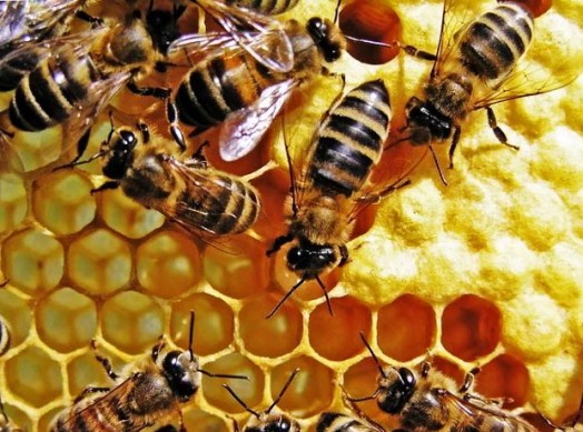 Bees honey making - how does bees make honey (1)