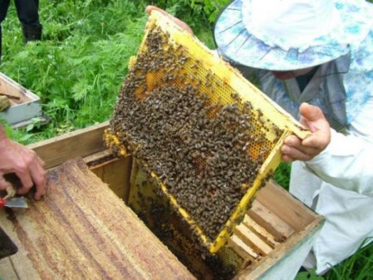 Honey processing - keeping honey bees (6)
