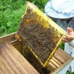 Honey processing 