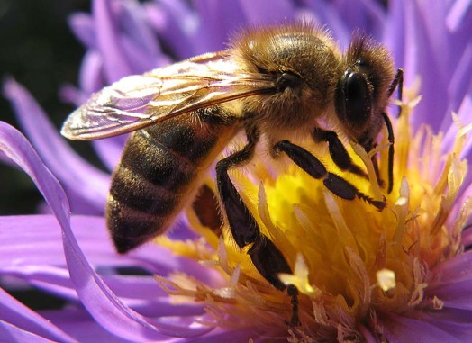 Honey bee species - honey bees pictures (10)