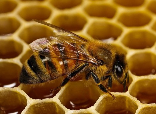 Raising honey bees - bee database (4)
