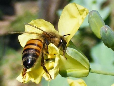 Bees hornets wasps - bumble bee facts (1)