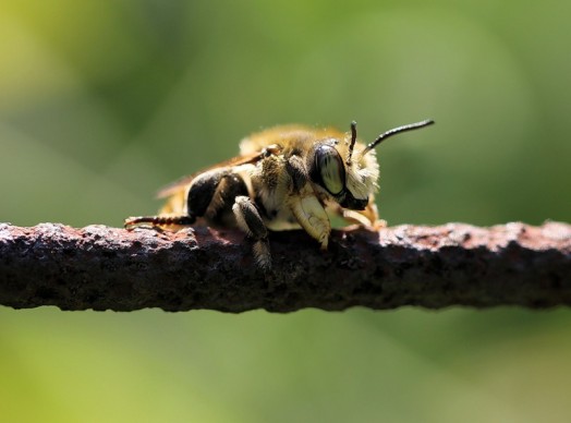Different types of bees - bees identification (2)