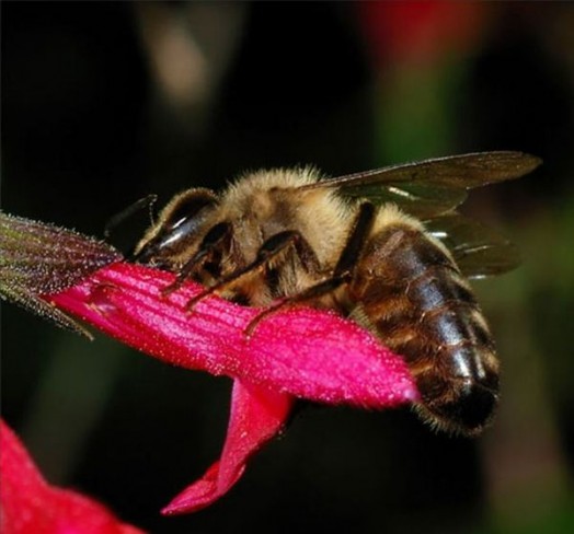 Honeybee facts - bee facts for kids (4)