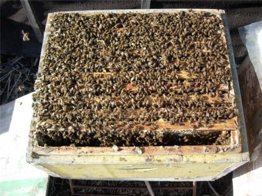 How to buy honey bees - buy beehive (1)