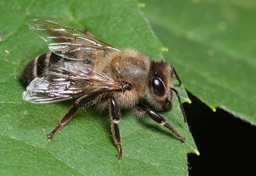 Different types of bees - bees identification (1)