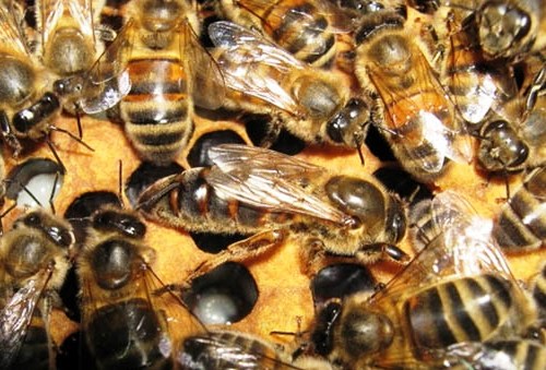 Buckfast bees - honey bee types