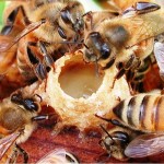 Royal jelly and health