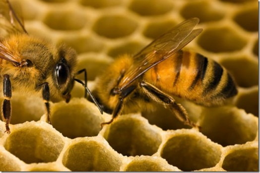 Raising honey bees - bee database (2)