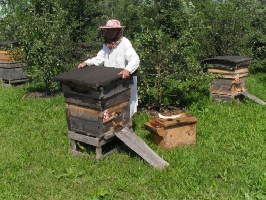 Raising honey bees - bee database (3)
