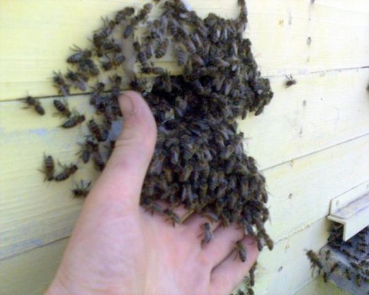 How to buy honey bees - buy beehive (4)