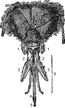 Anatomy of bees - parts of a honey bee (4)