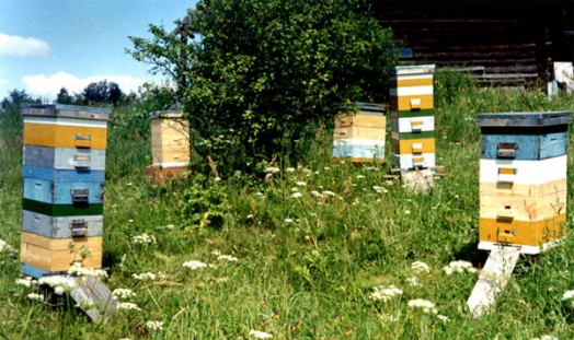 Beehive size - bee hives plans (2)