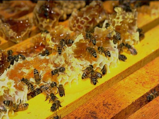 Honey bee farms - honey bee gardens (2)