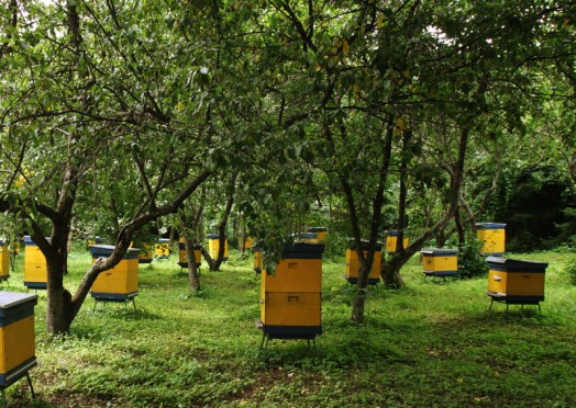 Honey bee farms - honey bee gardens (4)
